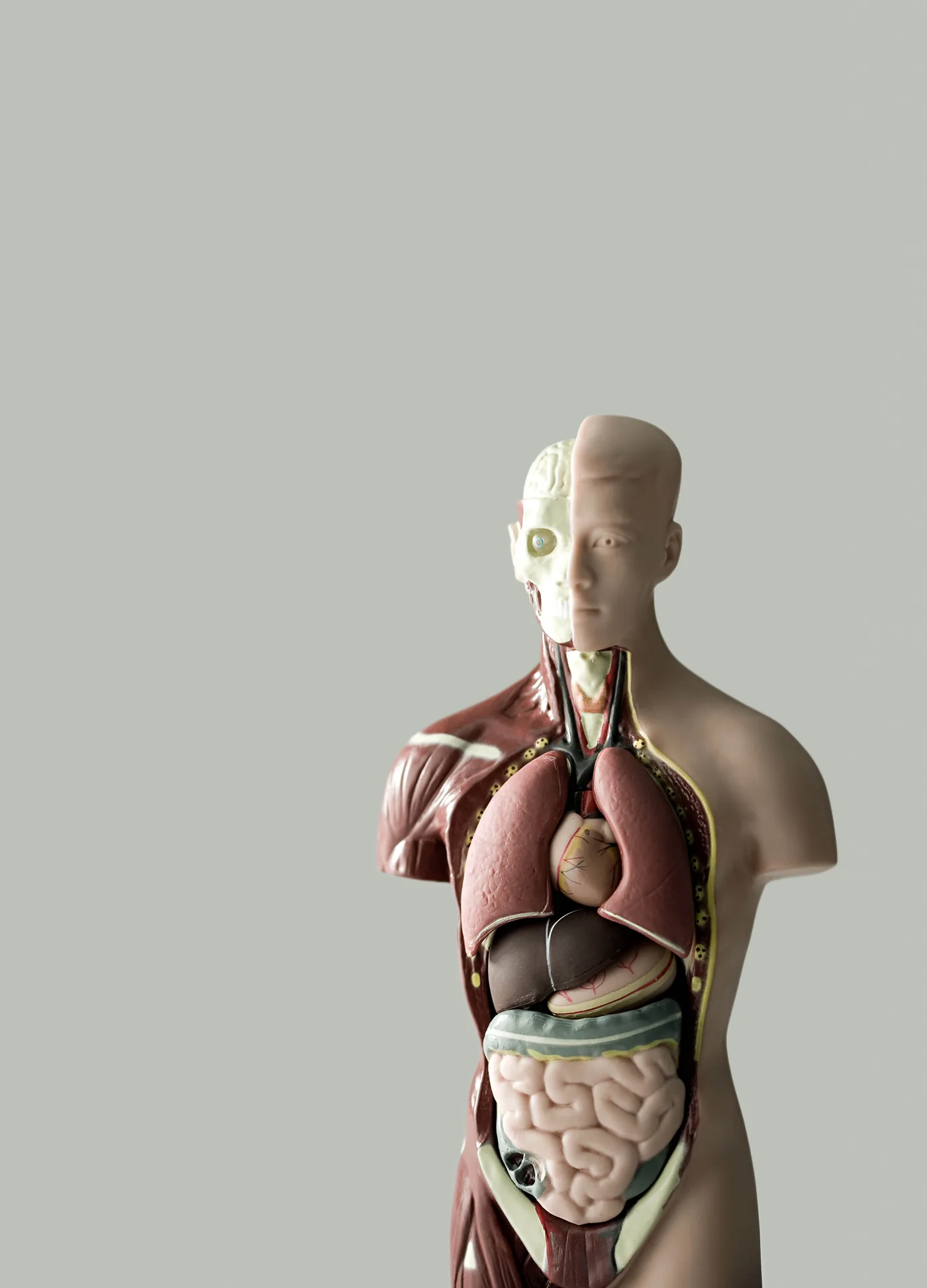 An anatomical torso model with exposed organs and half visible face on a plain gray background, clinical and educational.