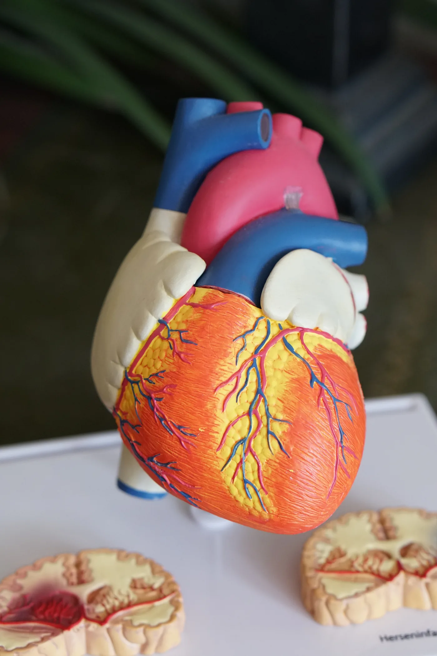 Colorful anatomical heart model with brain cross-sections below on a white display table, scientific exhibit.